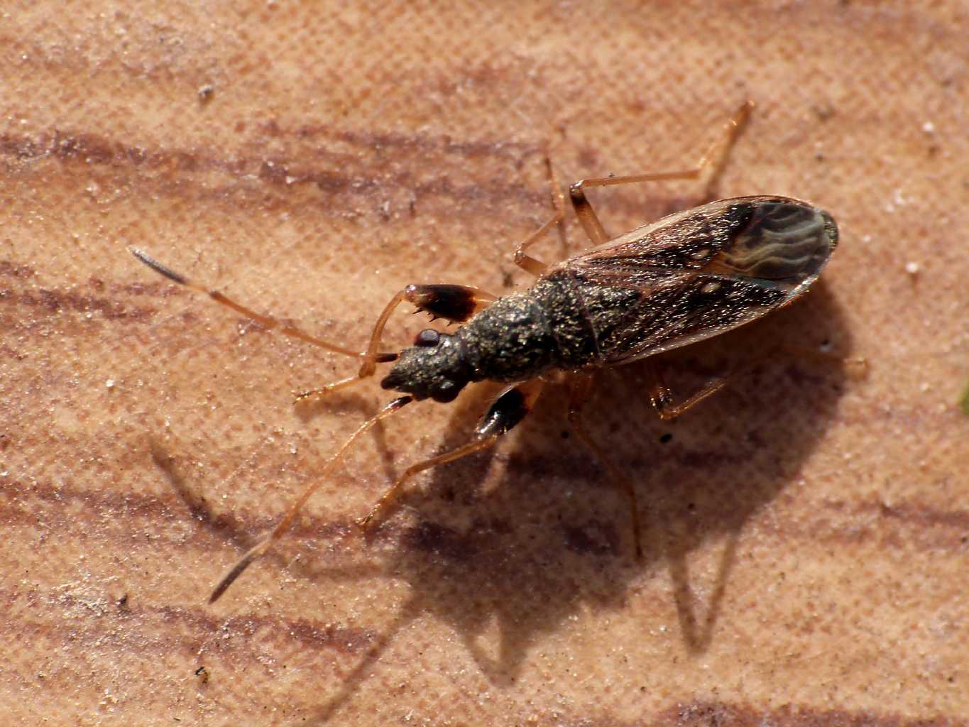 Lygaeidae: Paraparomius leptopoides di Fregene (RM)